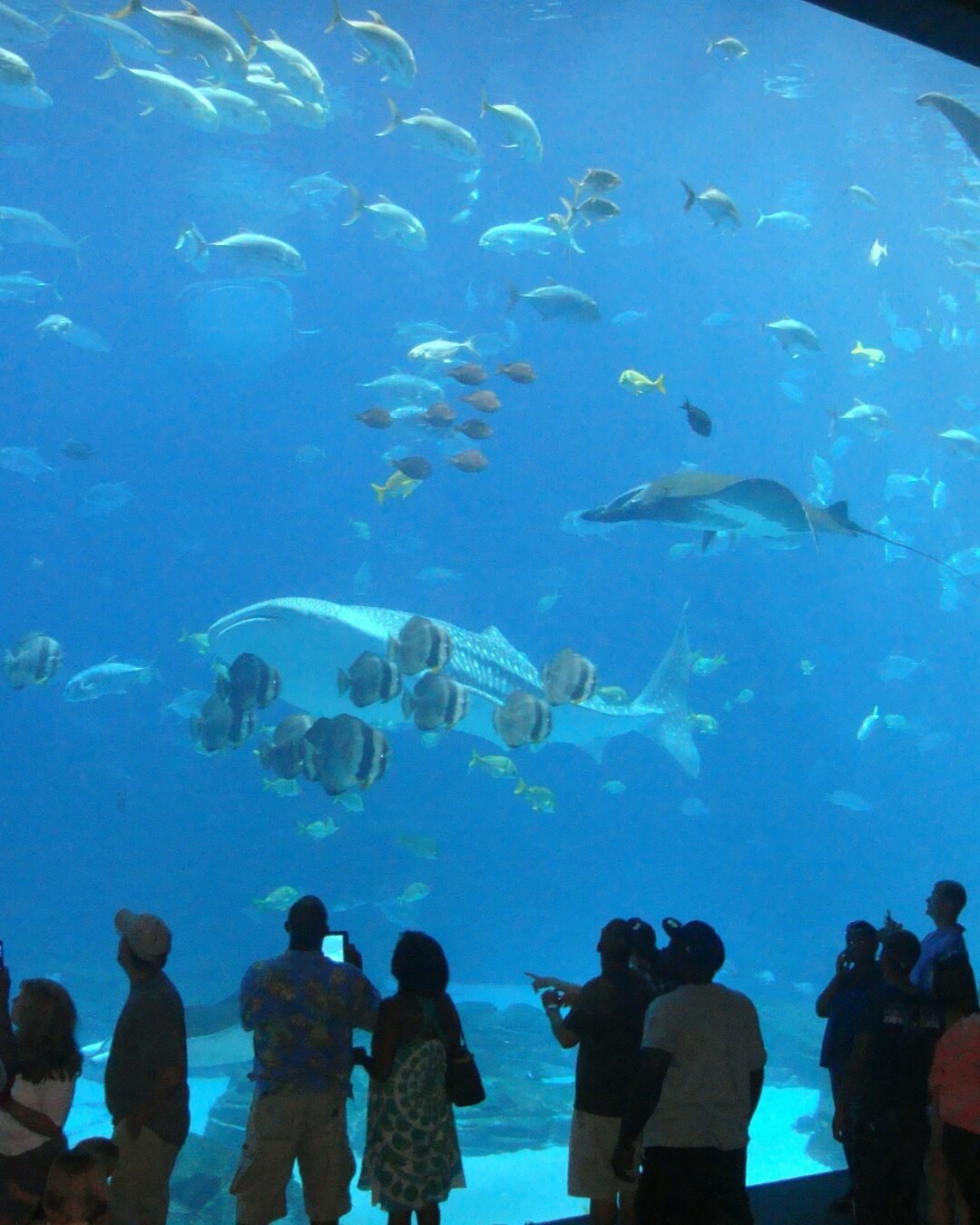 lost chambers aquarium best places to take pictures in dubai